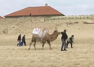 Le dromadaire de l'association Camel'Idées de l'Atlantique aide les citoyens et les citoyennes à porter les déchets ramassés sur les plages.